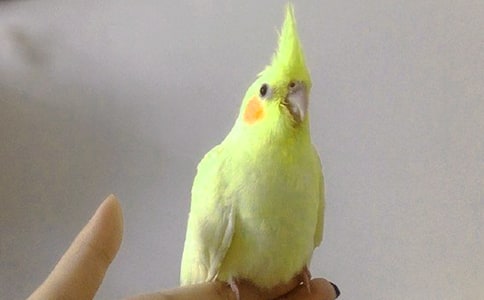 鹦鹉学舌的近义词