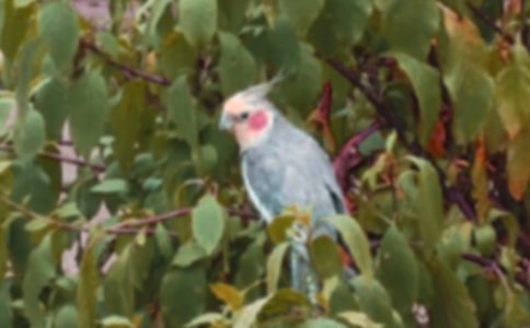 红腹鹦鹉模仿说话的训练方法