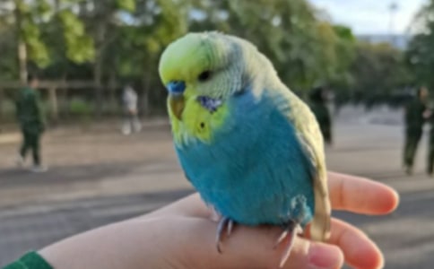 鹦鹉优秀作文六篇