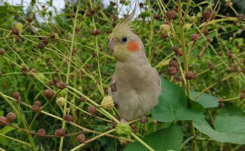 精选鹦鹉优秀作文400字四篇