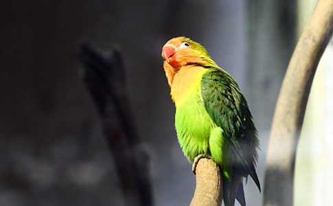 【精选】鹦鹉优秀作文三篇