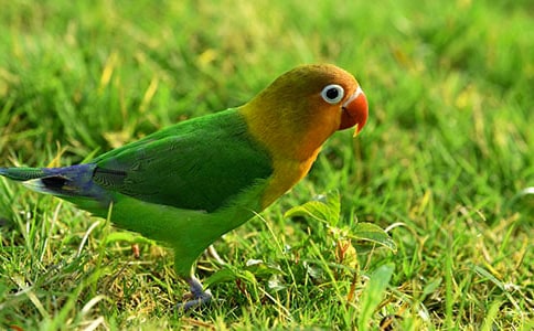 鹦鹉优秀作文600字合集九篇