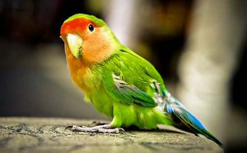 西长嘴凤头鹦鹉