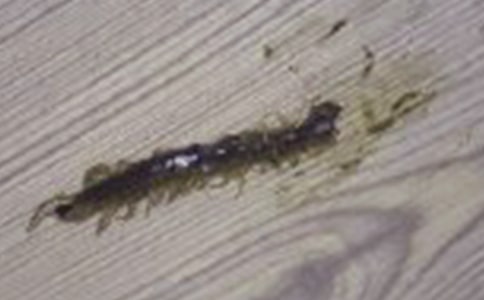 Ұ��������������Ũ�ȶ������鸻��������Ӱ��