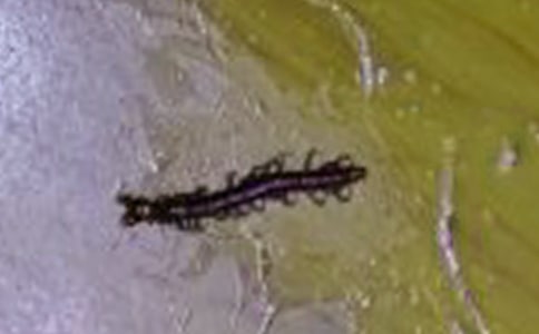 蜈蚣作文(精选25篇)