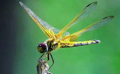 捉蜻蜓的小学生作文