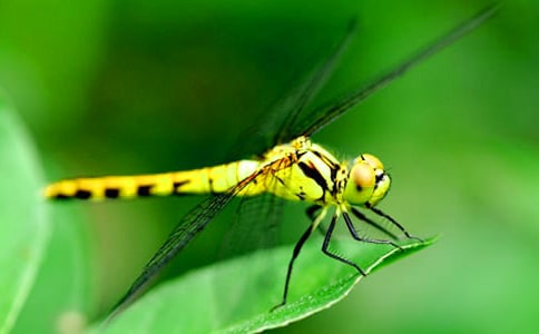 �а�������̰�������С�ɻ���