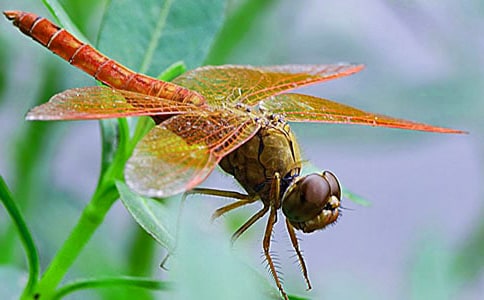 捉蜻蜓的教案