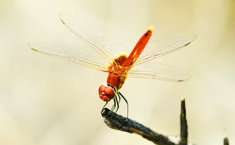 实用的蜻蜓的作文300字