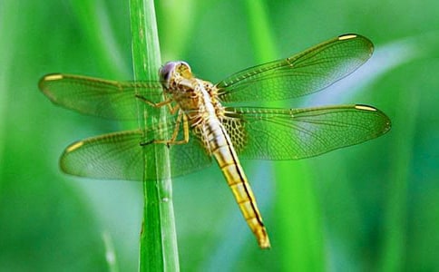 ���Ѻ�����(ͯ��)