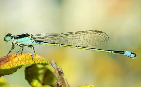 ���꼶���������ѷɷɡ��̰�