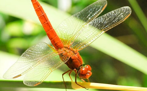 蜻蜓,蜻蜓韩偓,蜻蜓的意思,蜻蜓赏析 -诗词大全