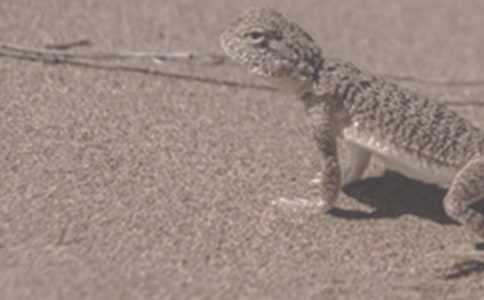 ������ţѡ��������һ����������