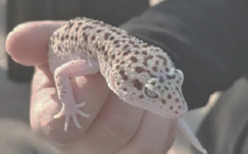 抓蜥蜴的叙事作文300字