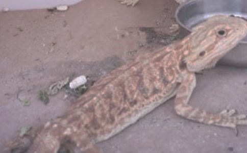 �������ߵ�����