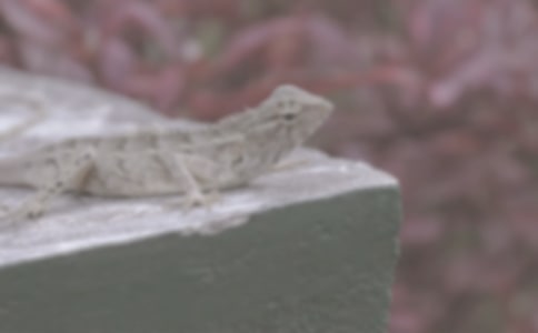 ���� ץ����