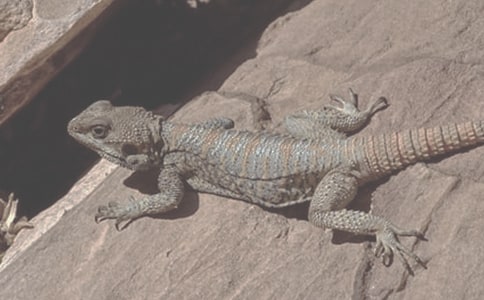 �ɰ�����������