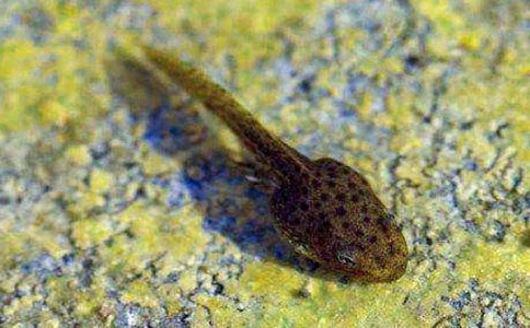 小蝌蚪中班美术教案