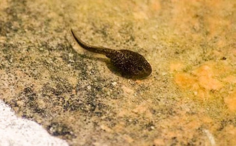 �а��������ֵ�С���̰�