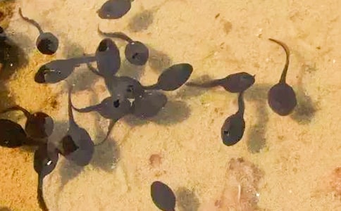 С�������̰��㻭�ɰ���С���