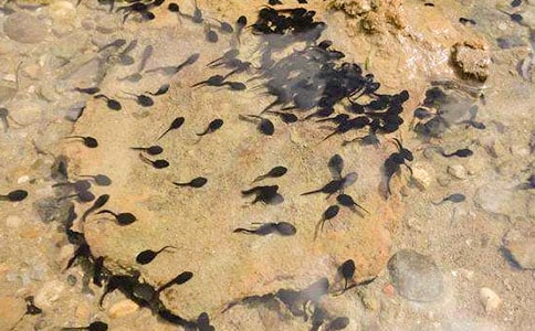 С����������ָ�㻭-С��򽡷����̰�����˼