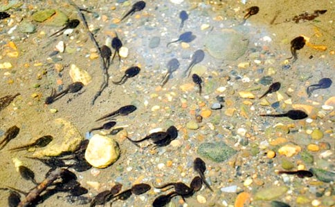 ��С��������衷�̰�