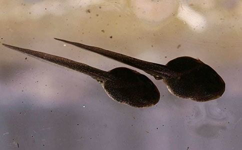 ���۲��ռǣ���ѡ15ƪ��