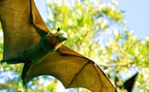 《11 蝙蝠和雷达》教学反思