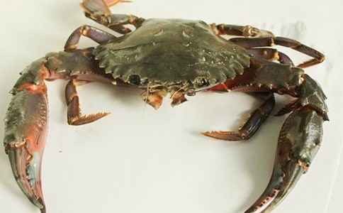 我养的小螃蟹作文