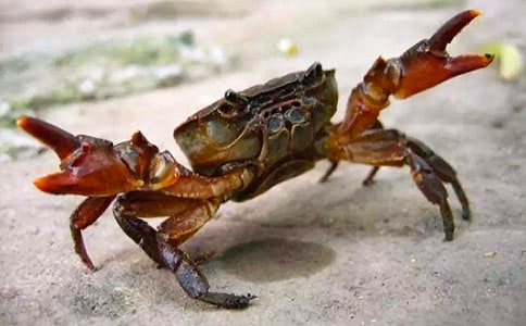 螃蟹的味道作文(精选41篇)