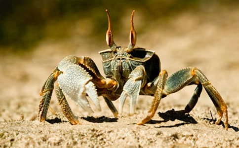 《螃蟹运输队》大班体育教案