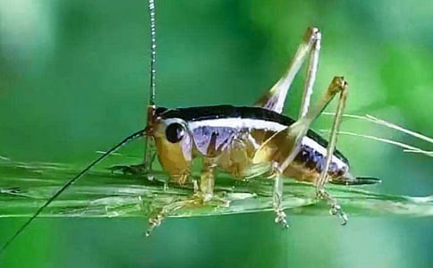 【精】捉蟋蟀作文