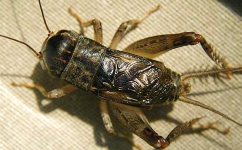 关于蟋蟀的自述作文