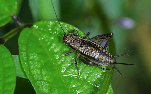 《蟋蟀的住宅》教案