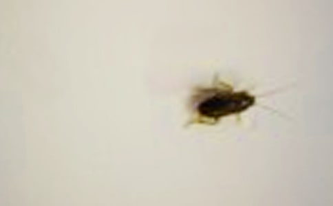 ����ս����