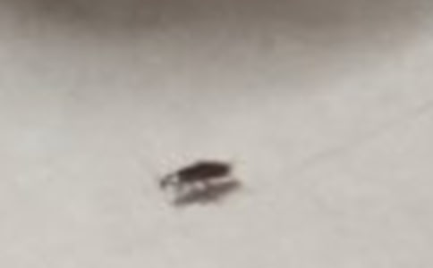 写消灭蟑螂的满分作文600字左右