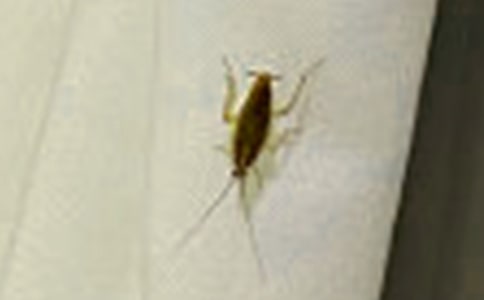 大战蟑螂-写事的作文500字