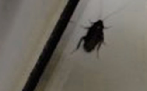 蟑螂觅食历险记作文600字