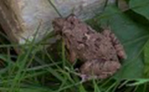 ���������Сѧ������