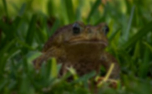 ����ɱ�������л���ܳ�������Ѫ��ϸ����Ӱ��