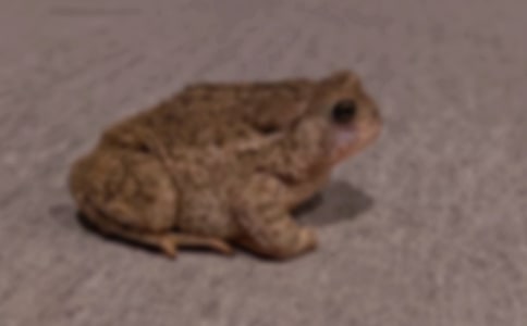 ��ֶ���������񾭵��������Ե�Ӱ��