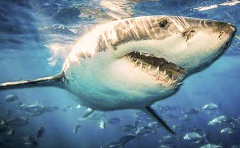 ��������ѧ�����ľ�ѡ