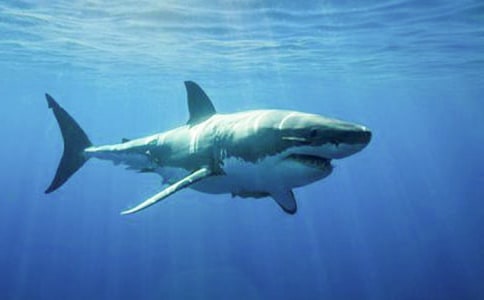 ��������̶�����ô��?