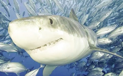 梦中的鲨鱼 -作文