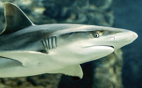 保护鲨鱼学生作文