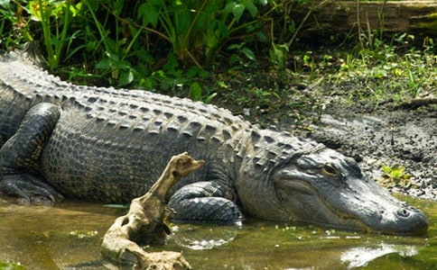 幼儿大班体育游戏《勇闯鳄鱼湖》教案