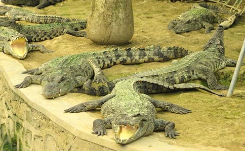 少年鳄鱼帮读后感