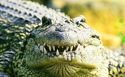 ��д���������100�֣���ѡ24ƪ��