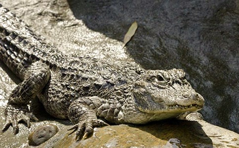 鳄鱼来了中班体育教案