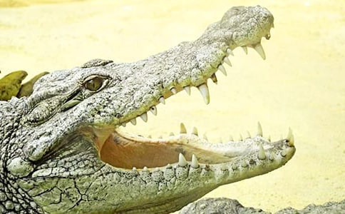 鳄鱼的眼泪作文3篇